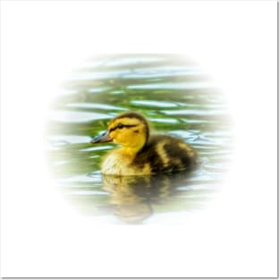 Duckling Posters and Art